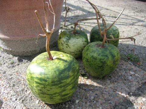 Apple Gourd