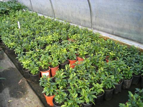 Ardisia - new crop