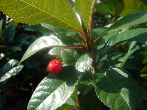 Ardisia crenata