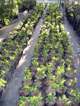 Ardisia japonica