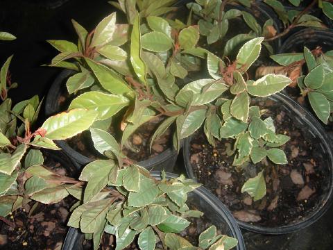 ardisia variegated