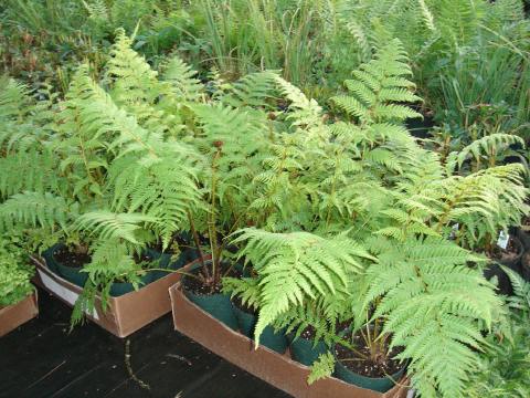 Australian tree fern