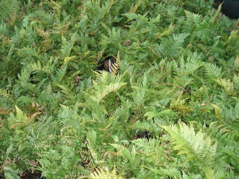 Autumn fern 1 gallon