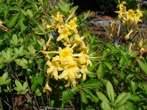 Azalea - Native