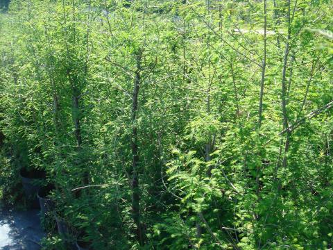 Bald Cypress