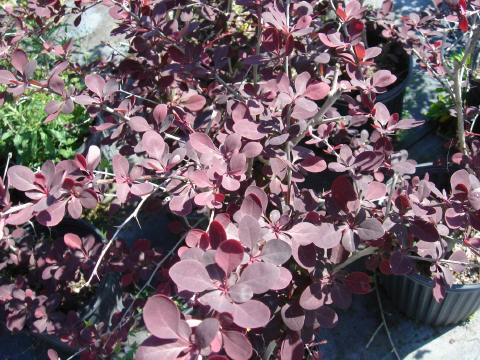 Barberry