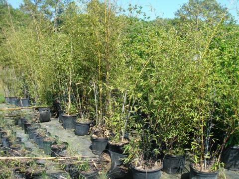 Black Bamboo