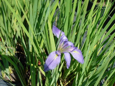 Blue Iris