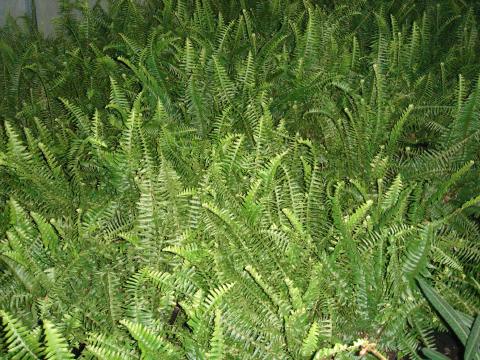 Boston fern #1