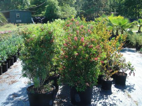 Bottlebrush  15 gal