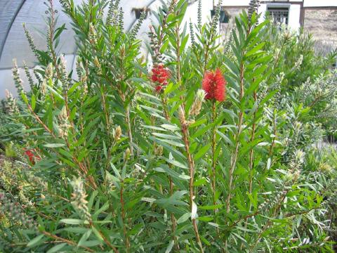 Bottlebrush blooms