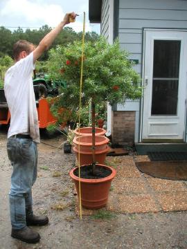 Bottlebrush tree form