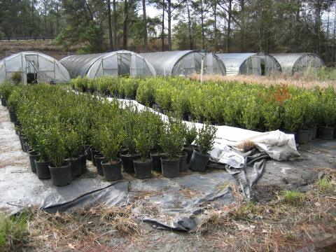 Boxwoods