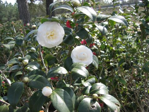 Camelia - Morning Glow