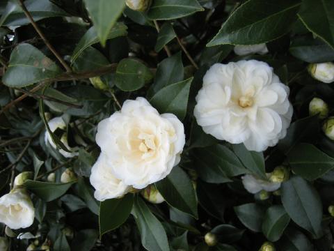 Camelia japonica blooms