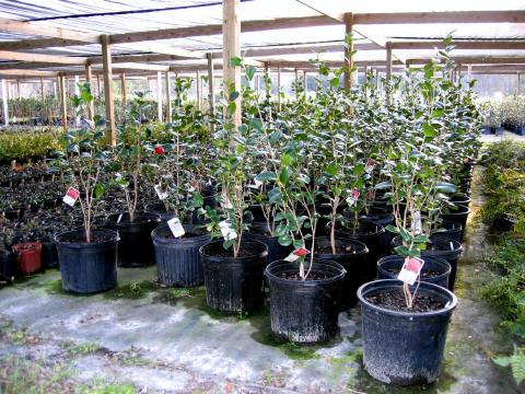 Camelias - shade  house #1