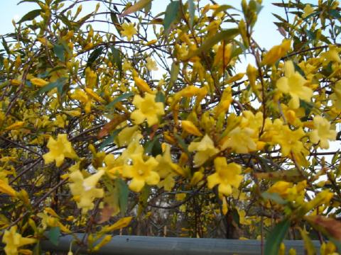 carolina jessamine