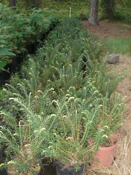 Cephalotaxus - upright #3