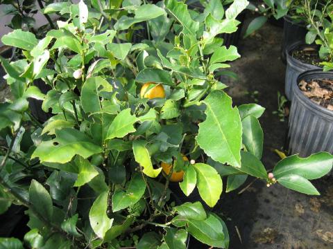 Citrus trees