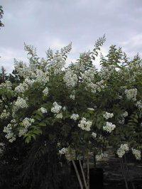 crape myrtle