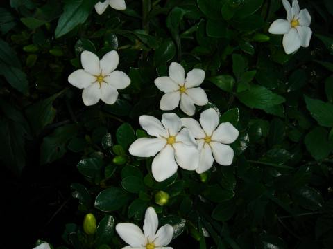 Daisy gardenia