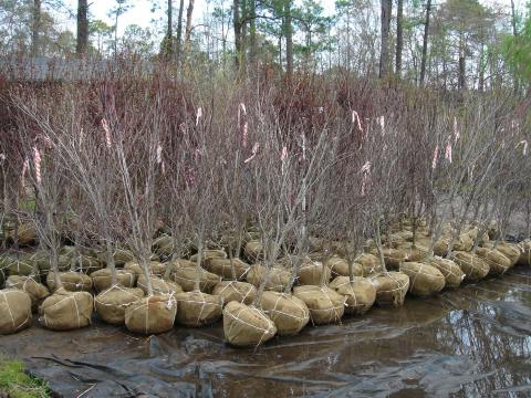 Dogwoods dormant