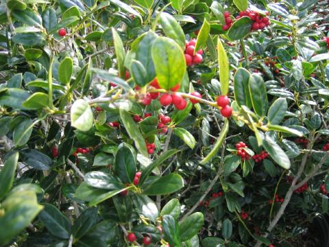 Dwarf Burford Holly