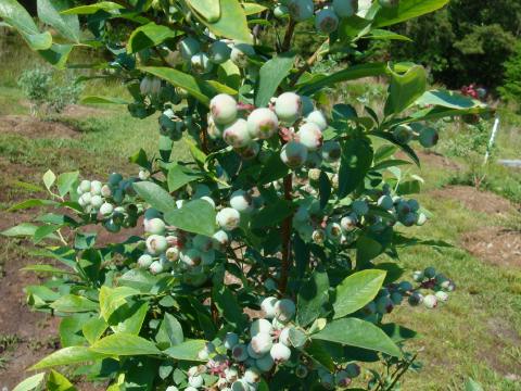 Edible Blueberry