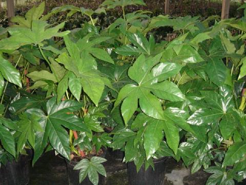 Fatsia