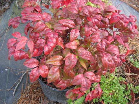 fire power nandina