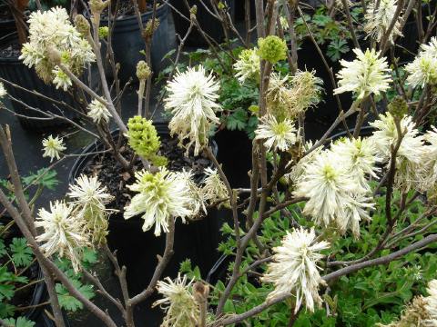 fothergillia blooms