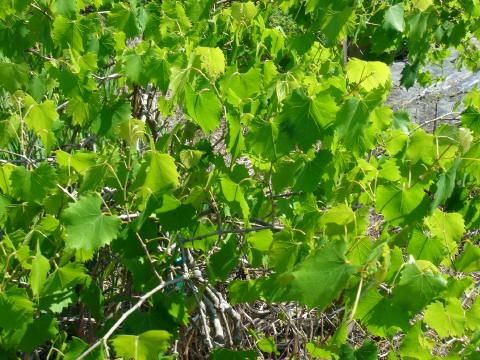 Grape Vine