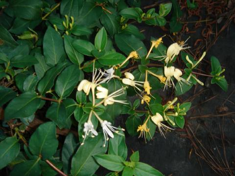 Halls Honeysuckle