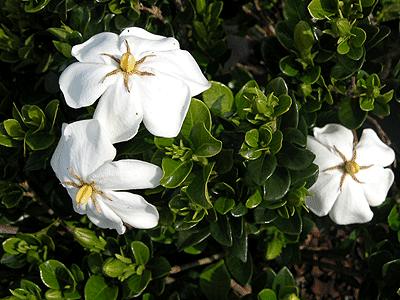 hardy gardenia