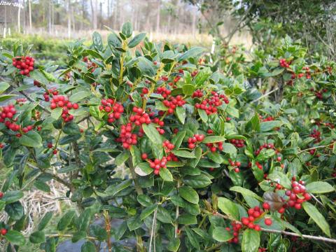 Holly with berries