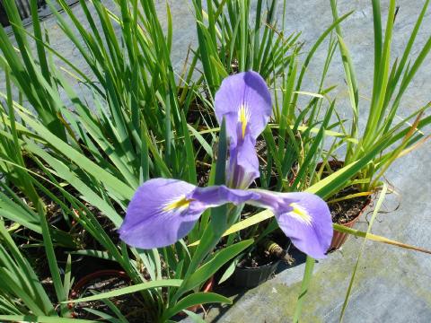 Iris - Loisiana