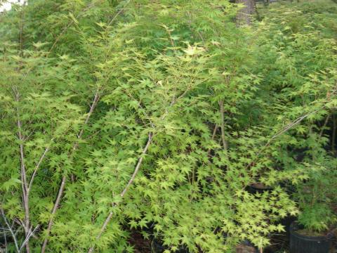 Japanese maple - green