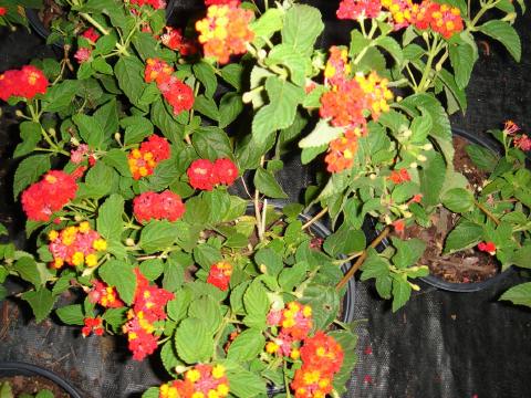 Lantana - red spreading