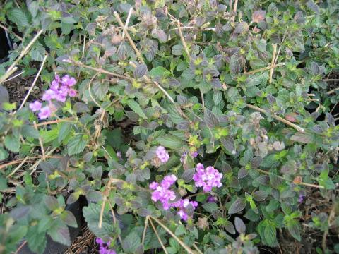 Lavender Lantana