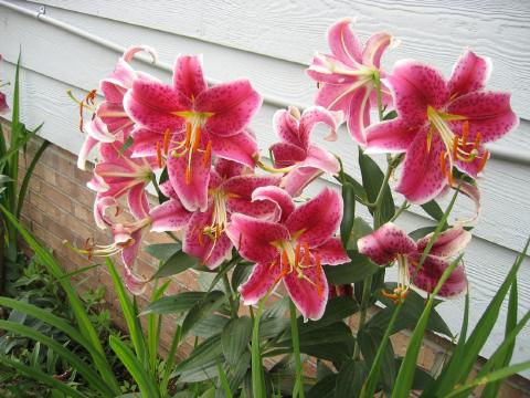 Lillies