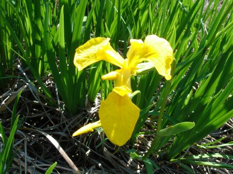 Loisiana iris - yellow