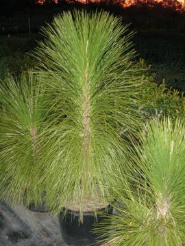 Long leaf pine