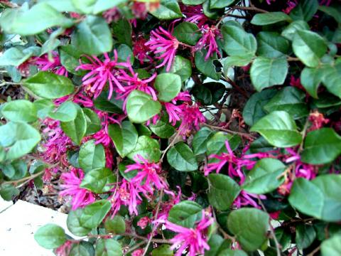 Loropetalum bloom