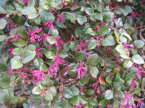 Loropetalum in  bloom