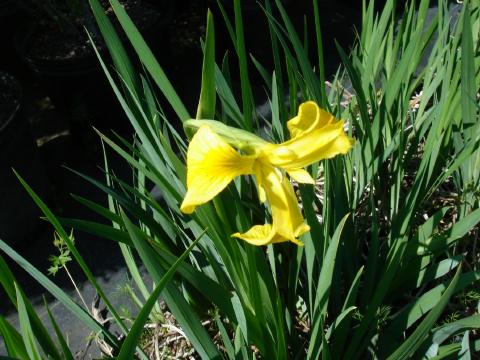 Louisiana Iris