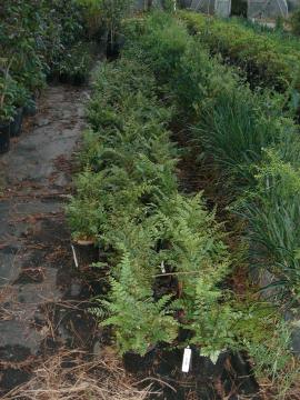 Mahogany fern