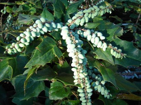 mahonia bealei fruit