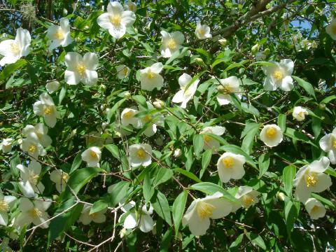 Mock Orange blooms