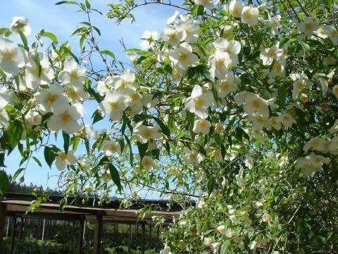 Mock Orange