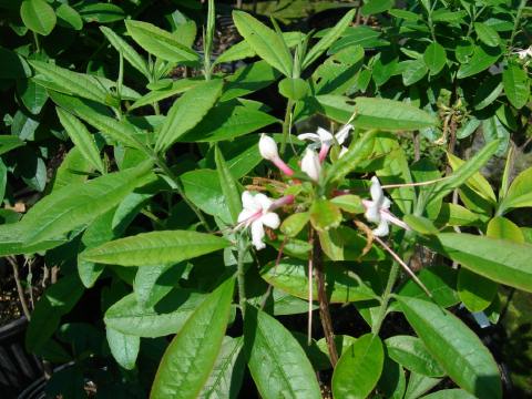 Native Azalea - deciduous